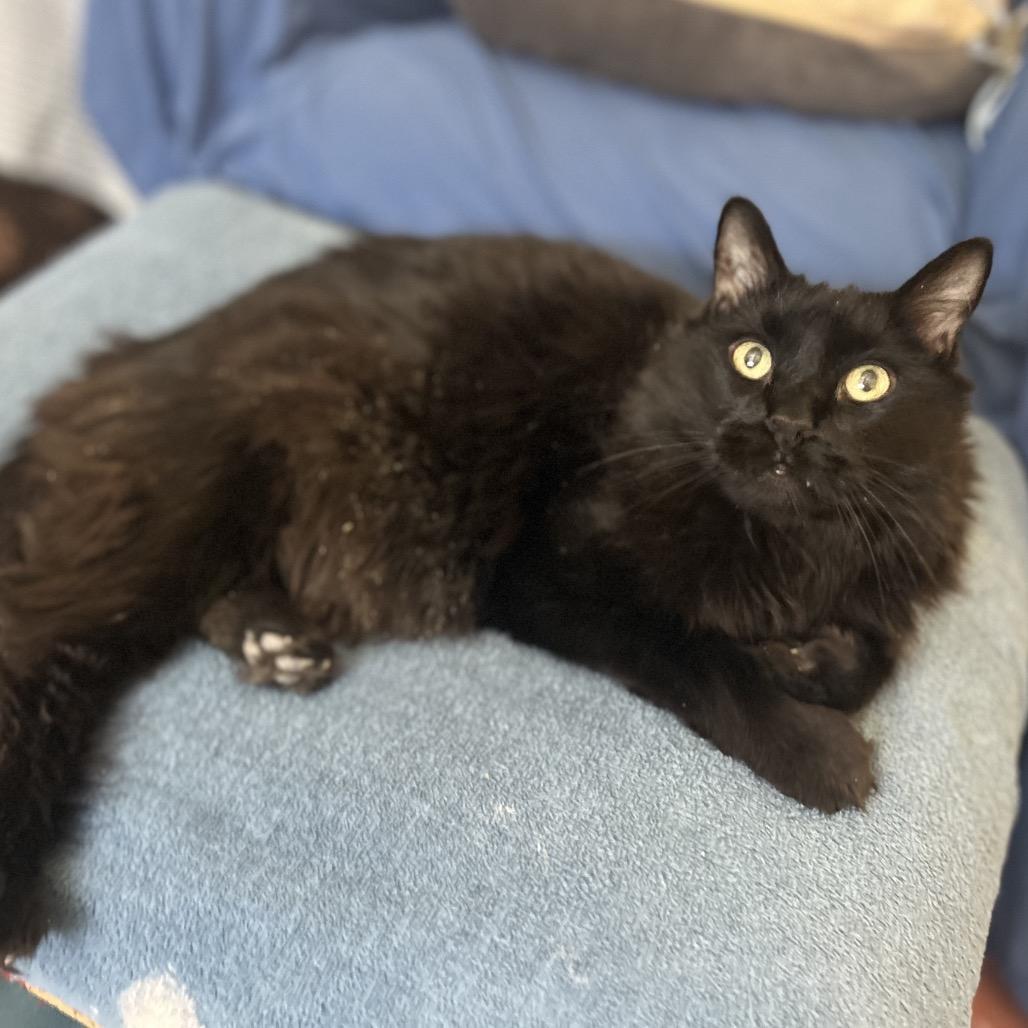 Enlarge Nighthawk, a Adoptable Domestic Long Hair in South Burlington, VT image 4/6