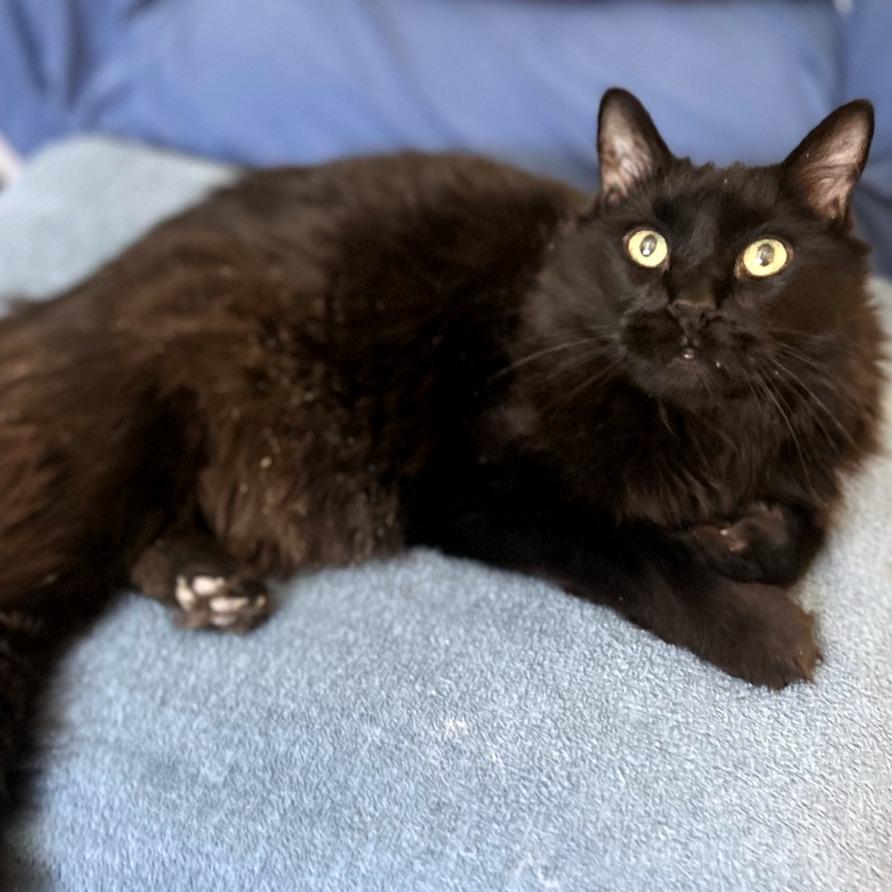 Enlarge Nighthawk - Available from Foster, a Adoptable Domestic Long Hair in South Burlington, VT image 4/6