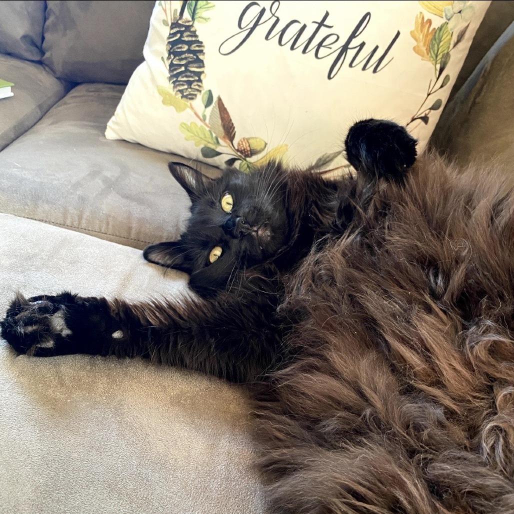 Enlarge Nighthawk, a Adoptable Domestic Long Hair in South Burlington, VT image 5/6