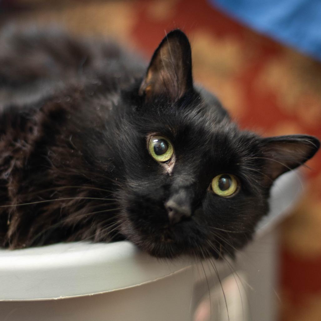 Enlarge Nighthawk, a Adoptable Domestic Long Hair in South Burlington, VT image 6/6