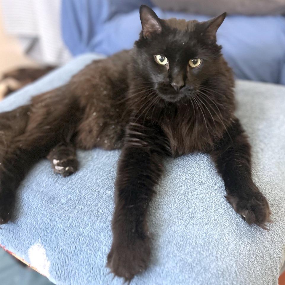 Enlarge Nighthawk - Available from Foster, a Adoptable Domestic Long Hair in South Burlington, VT image 6/6
