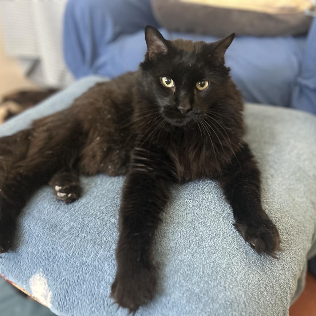 Enlarge Nighthawk - Available from Foster, a Adoptable Domestic Long Hair in South Burlington, VT image 6/6