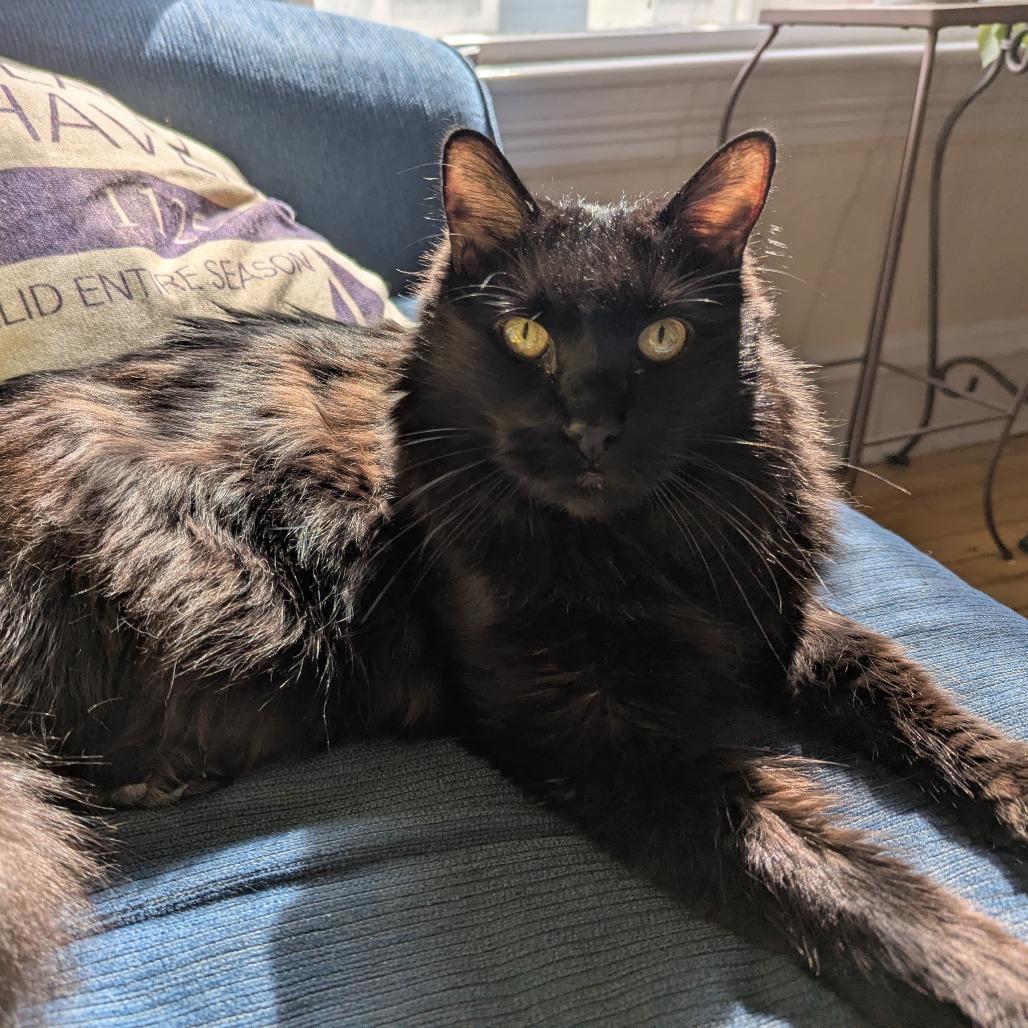 Enlarge Nighthawk - Available from Foster, a Adoptable Domestic Long Hair in South Burlington, VT image 6/6