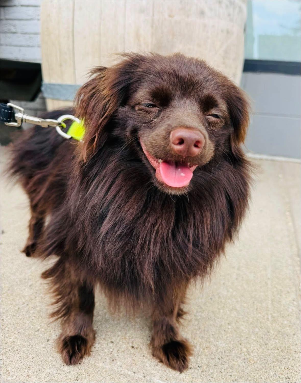 Enlarge Samson, a ADOPTABLE mixed breed in Edmonton, AB image 2/2