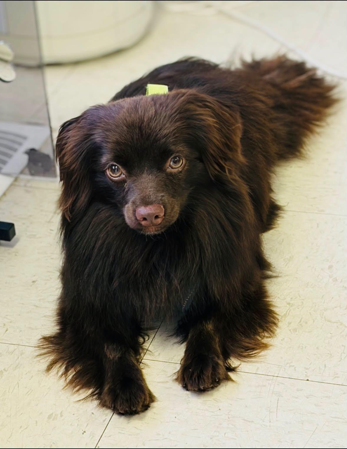 Samson, ADOPTABLE, Adult Male Pomeranian.