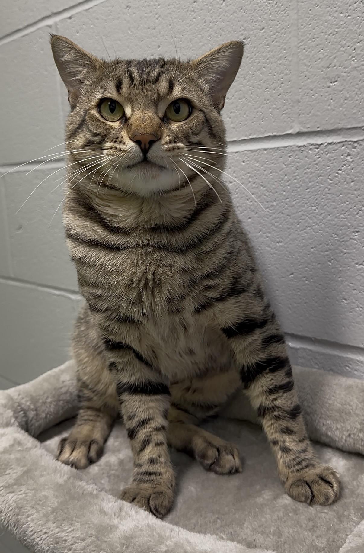 Enlarge Croissant, a Adoptable Domestic Short Hair in Delta, BC image 2/3