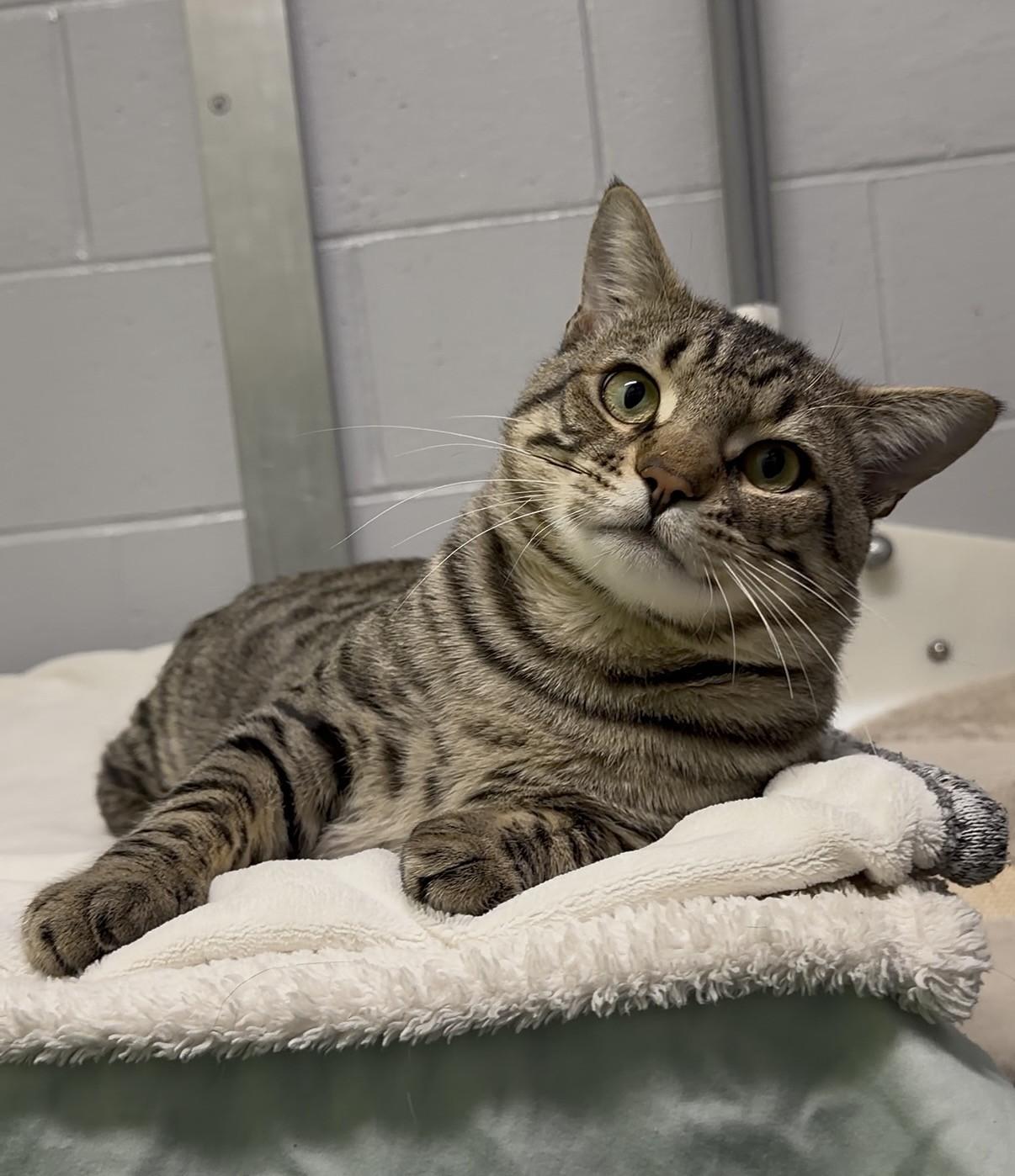 Croissant, Adoptable, Adult Male Domestic Short Hair.
