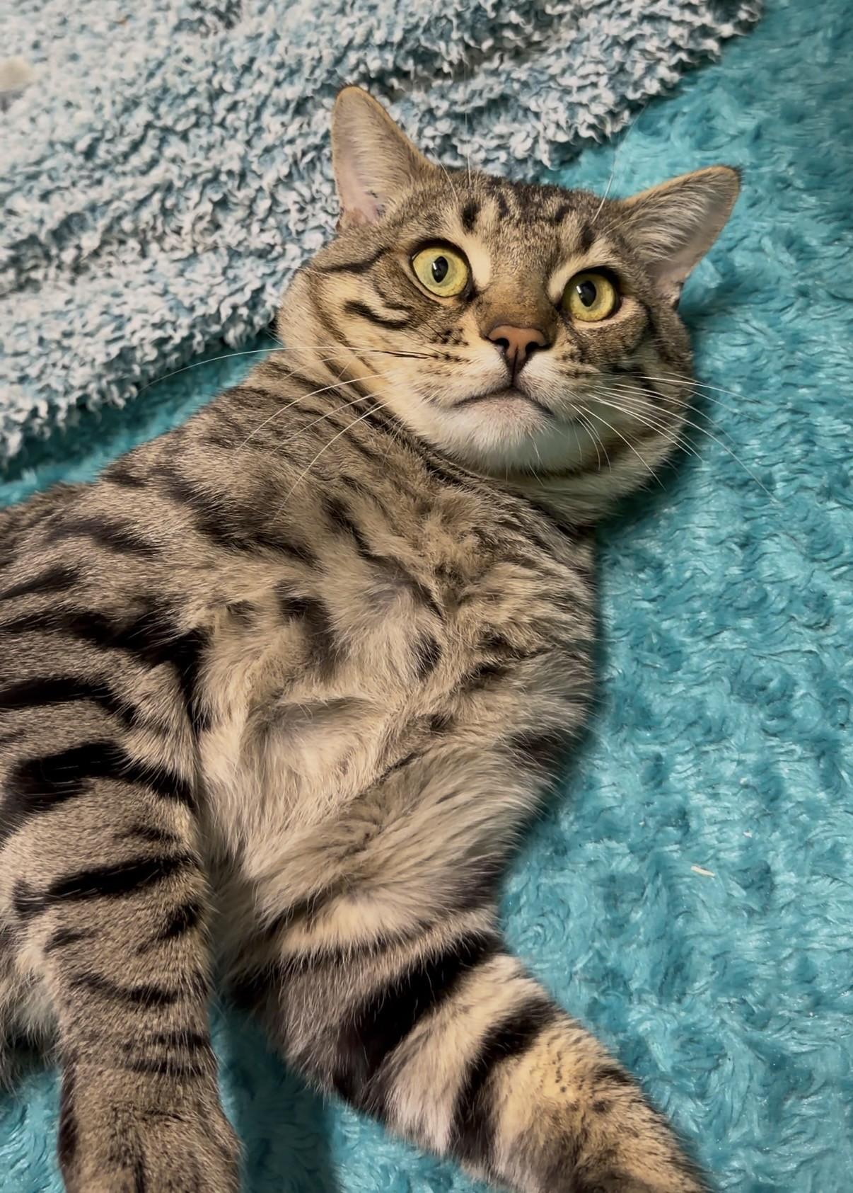 Enlarge Croissant, a Adoptable Domestic Short Hair in Delta, BC image 3/3