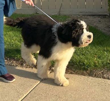 Enlarge HUGO (ohiosdrescue@gmail.com), a ADOPTABLE Sheepadoodle in Elyria, OH image 2/3
