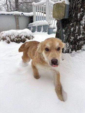 Enlarge Vader, a ADOPTABLE mixed breed in Bedford Hills, NY image 3/6
