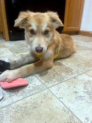 Enlarge Vader, a ADOPTABLE mixed breed in Bedford Hills, NY image 1/6