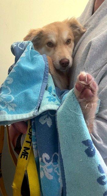 Enlarge Vader, a ADOPTABLE mixed breed in Bedford Hills, NY image 5/6