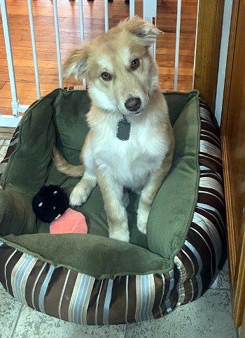 Enlarge Vader, a ADOPTABLE mixed breed in Bedford Hills, NY image 6/6