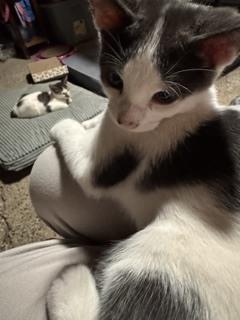 Grayson (3), Adoptable, Kitten Male Domestic Short Hair.