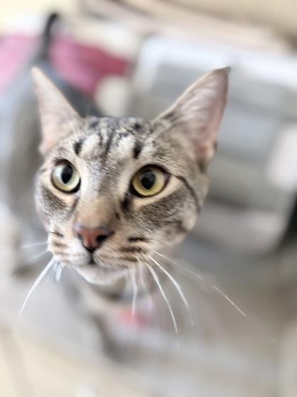 Bubba, Adoptable, Adult Male Domestic Short Hair & Domestic Short Hair.