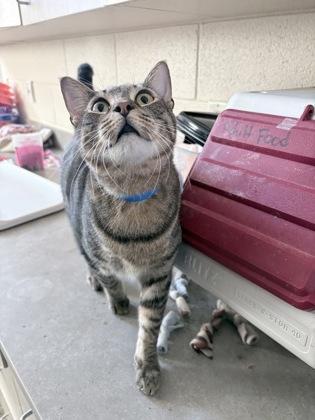 Bubba, a Adoptable mixed breed in Detroit, MI image 2/6