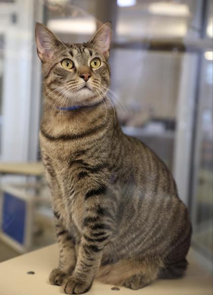 Bubba, a Adoptable mixed breed in Detroit, MI image 3/6