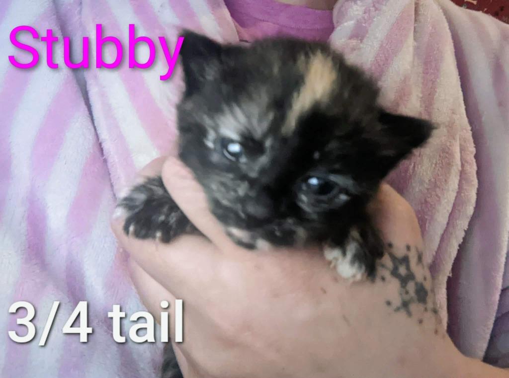 Stubby, Adoptable, Kitten Female Domestic Short Hair.