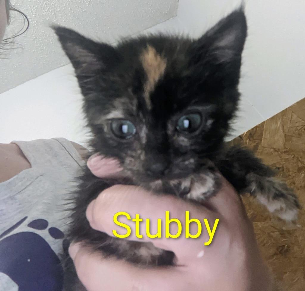 Stubby, a Adoptable mixed breed in Ada, OK image 2/2