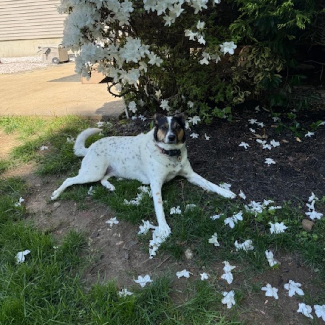 Enlarge POPPY, a ADOPTABLE mixed breed in Staten Island, NY image 2/6