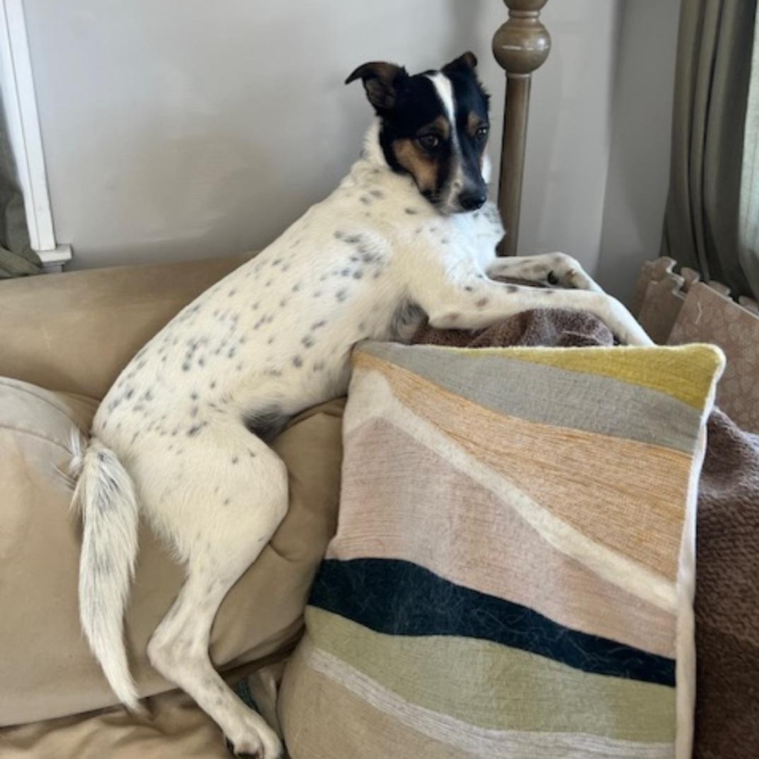 Enlarge POPPY, a ADOPTABLE mixed breed in Staten Island, NY image 6/6