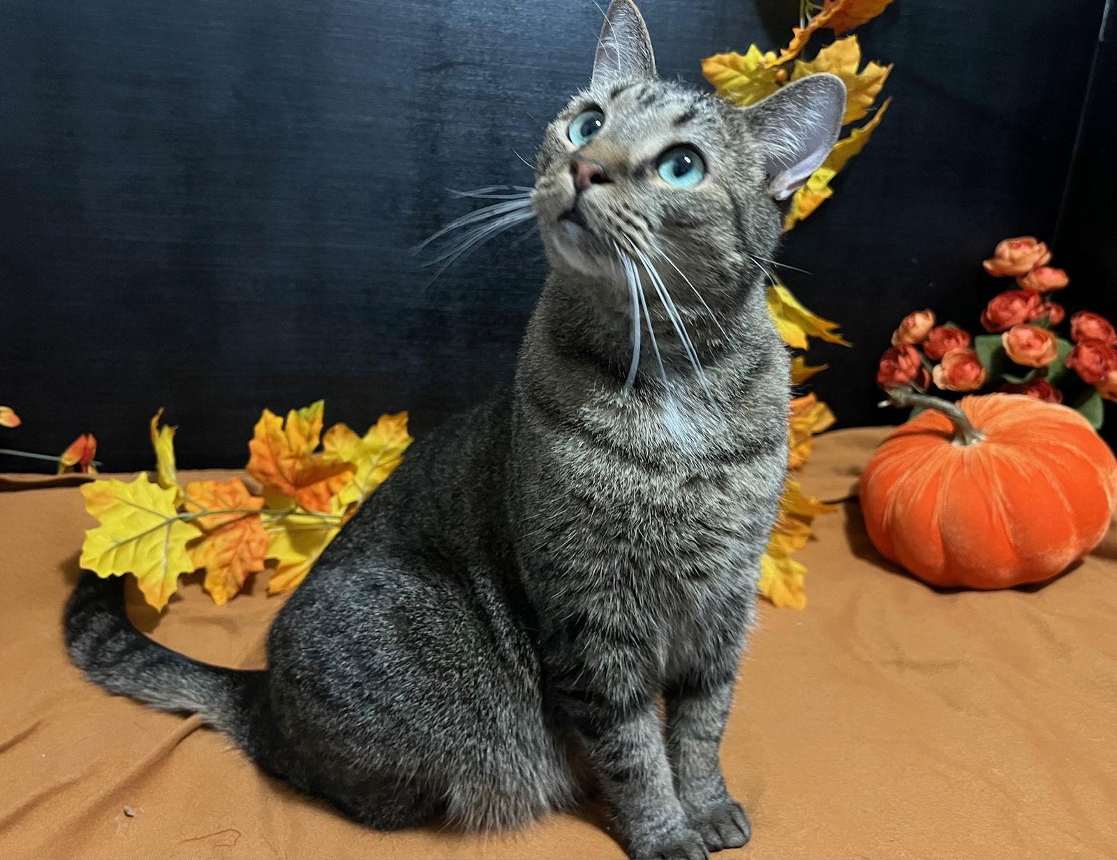 Hoss, Adoptable, Adult Male Tabby & Domestic Short Hair.