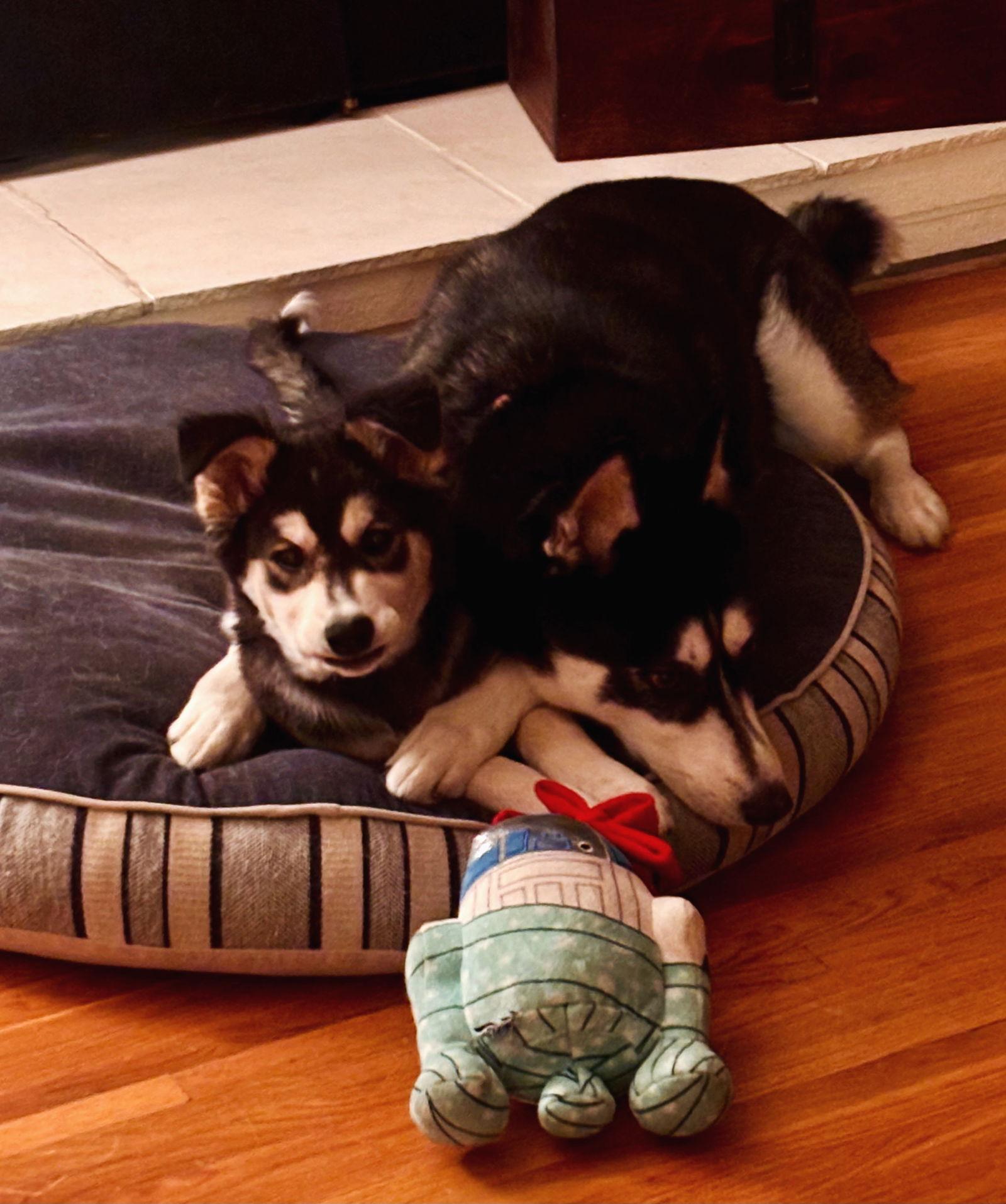Enlarge Lilith (puppy), a Adopted Siberian Husky in Cedar Crest, NM image 1/3