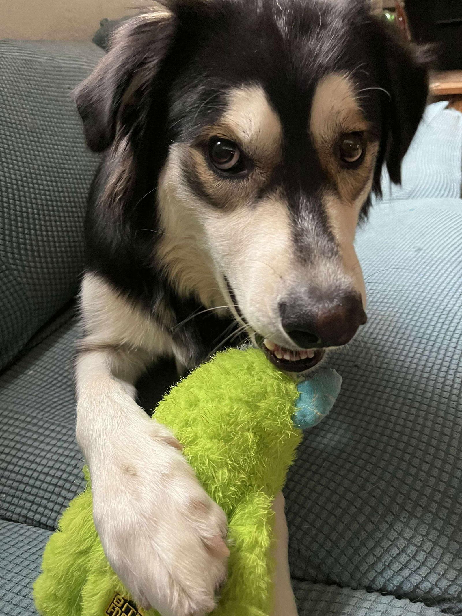 Enlarge Lilith (puppy), a Adopted Siberian Husky in Cedar Crest, NM image 2/3