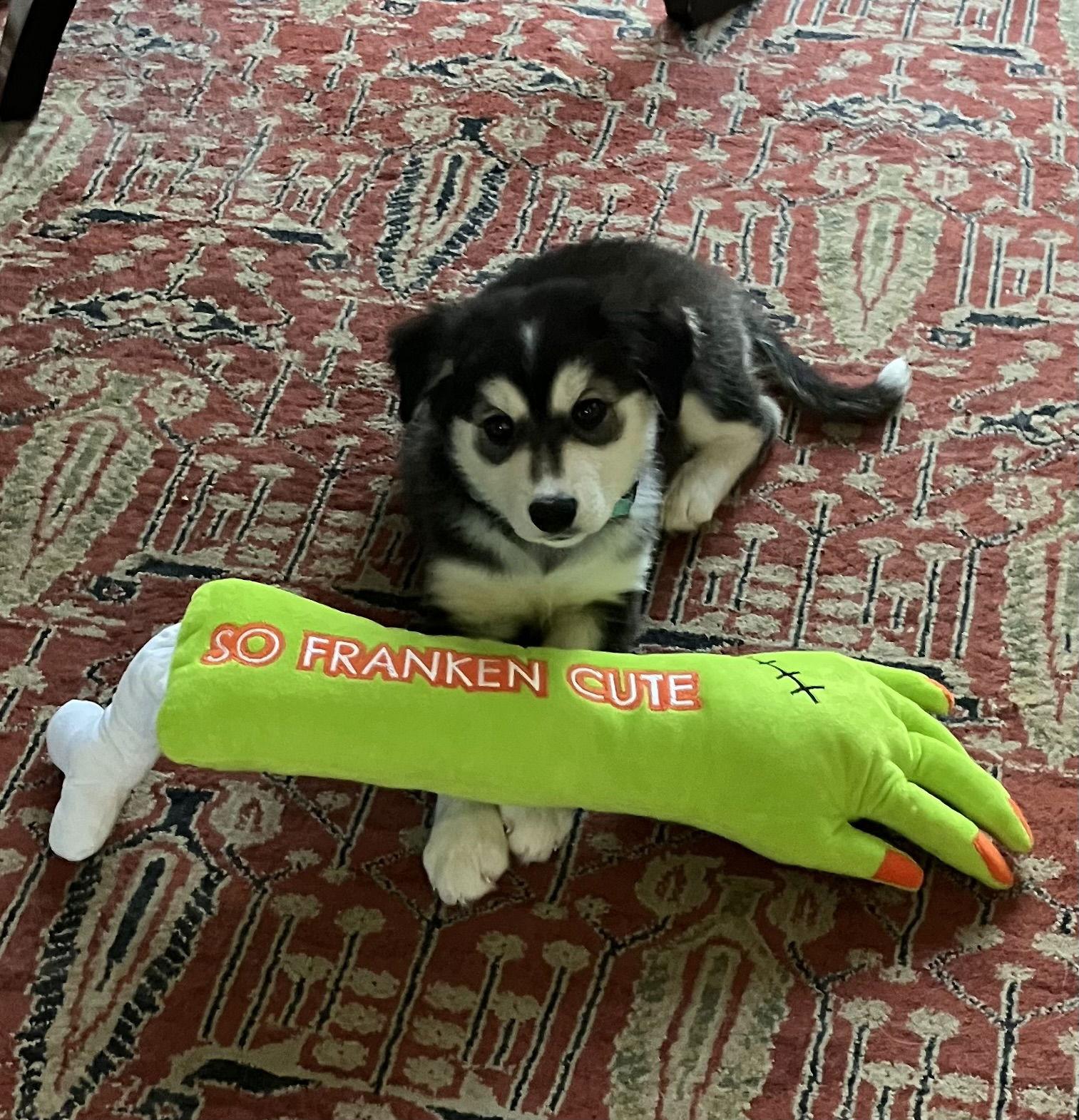 Enlarge Lilith (puppy), a Adopted Siberian Husky in Cedar Crest, NM image 3/3