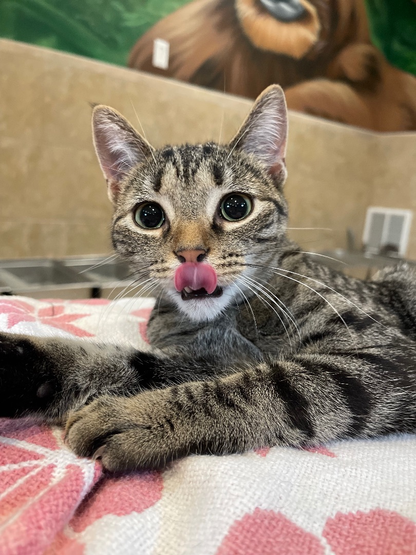 Blanche , a Adoptable Domestic Short Hair in Rochester, NY image 1/3