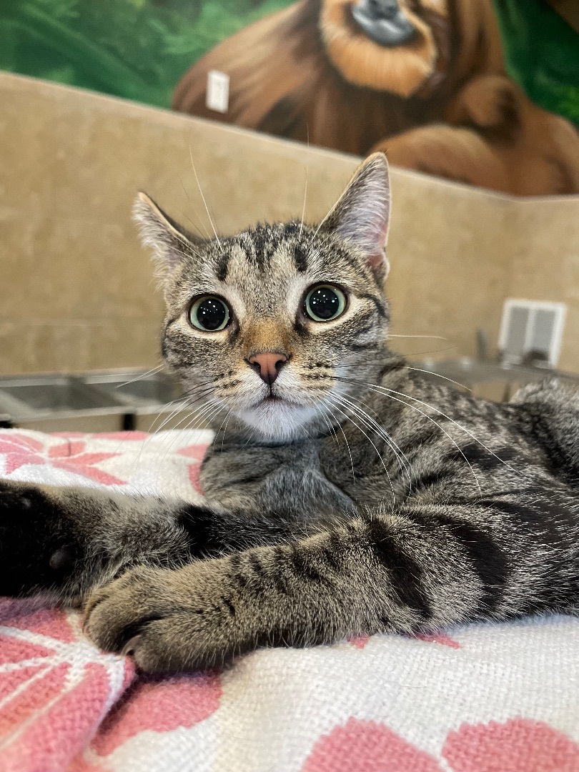 Blanche , a Adoptable Domestic Short Hair in Rochester, NY image 2/3