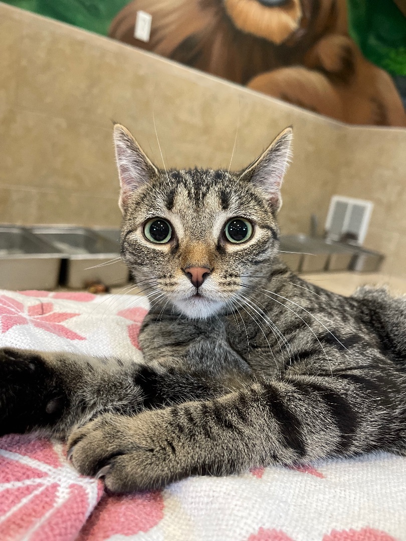 Blanche , a Adoptable Domestic Short Hair in Rochester, NY image 3/3