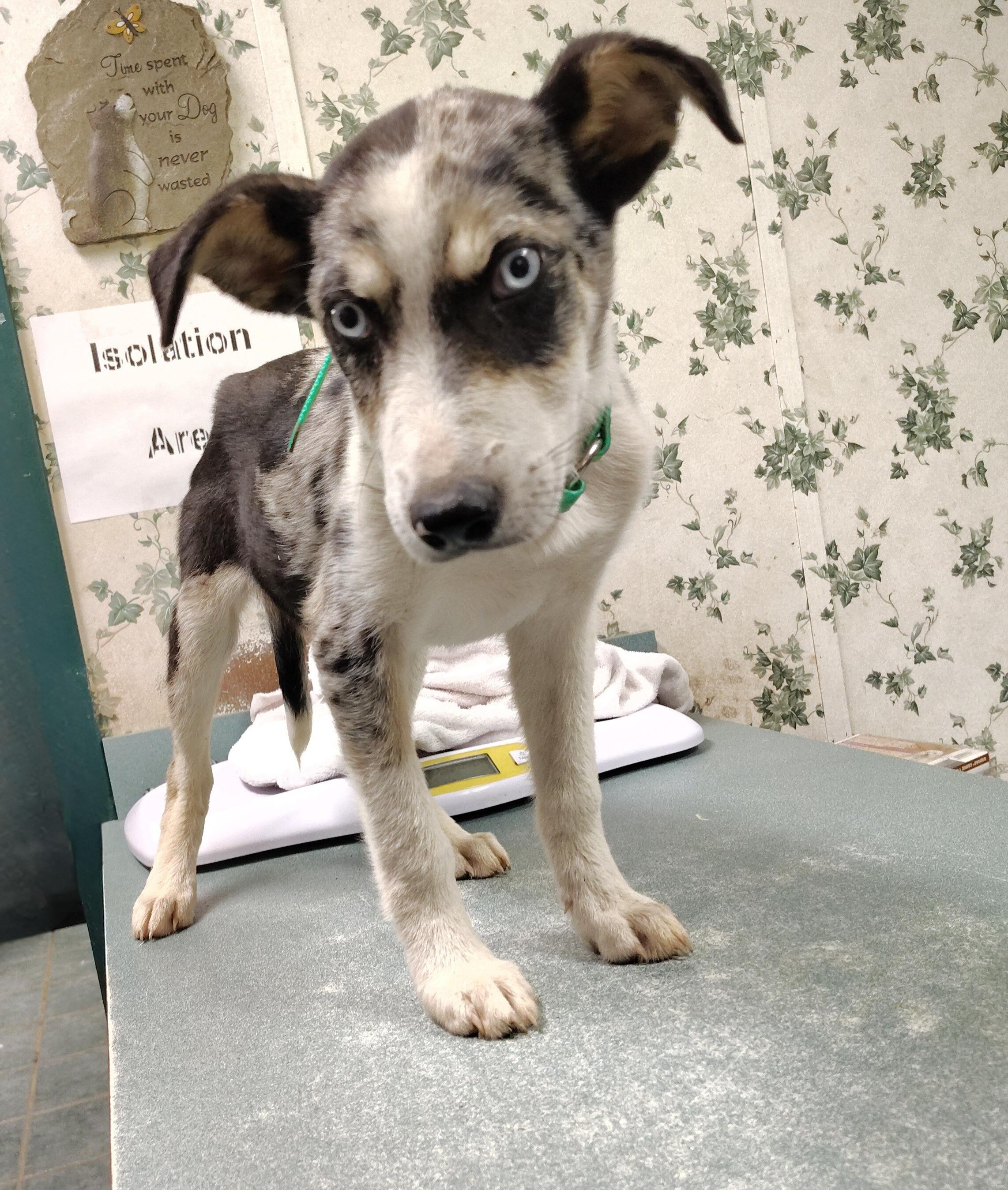 timber, Young Male Catahoula Leopard Dog