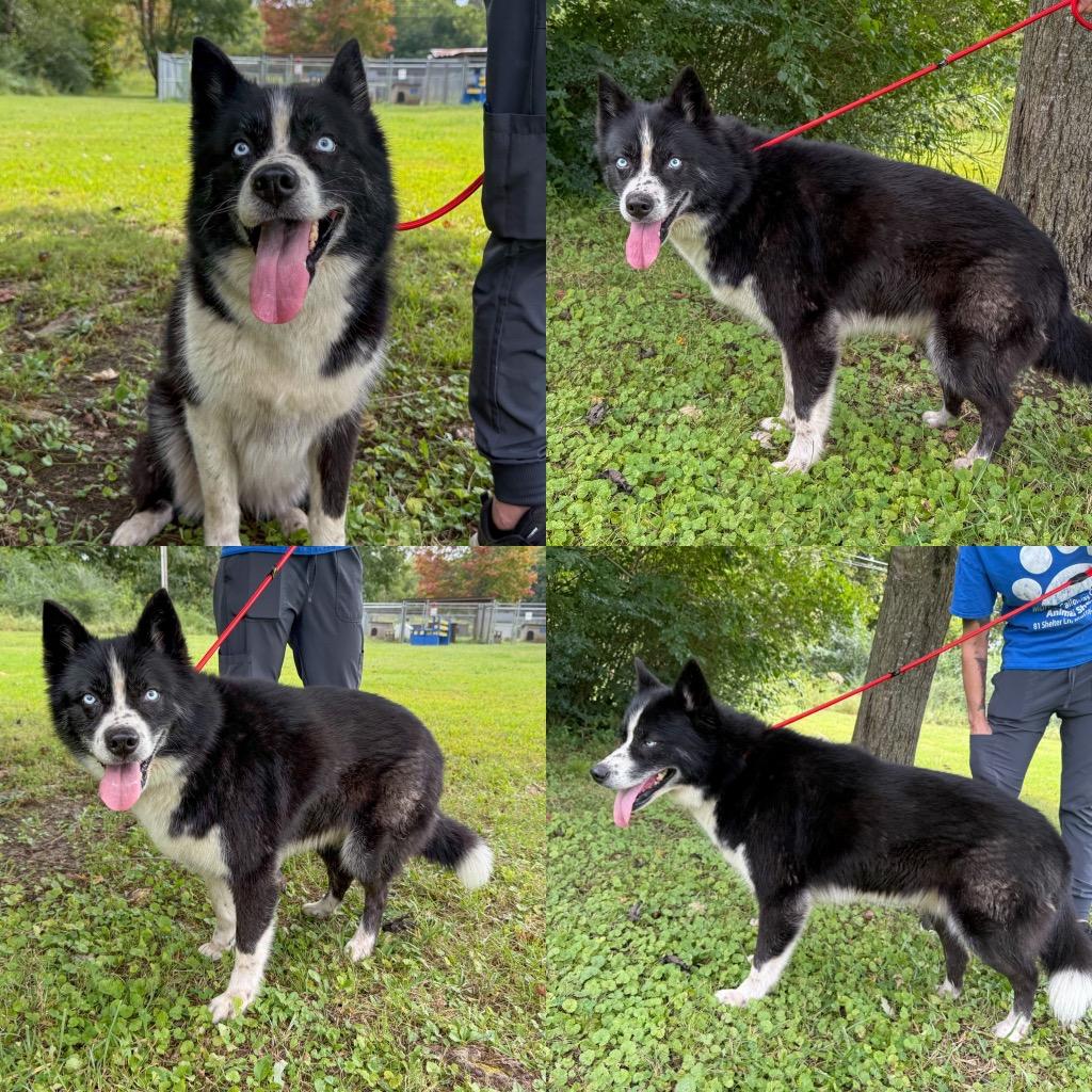 Enlarge Delilah (Mila), a Adopted mixed breed in Murray, KY image 1/6