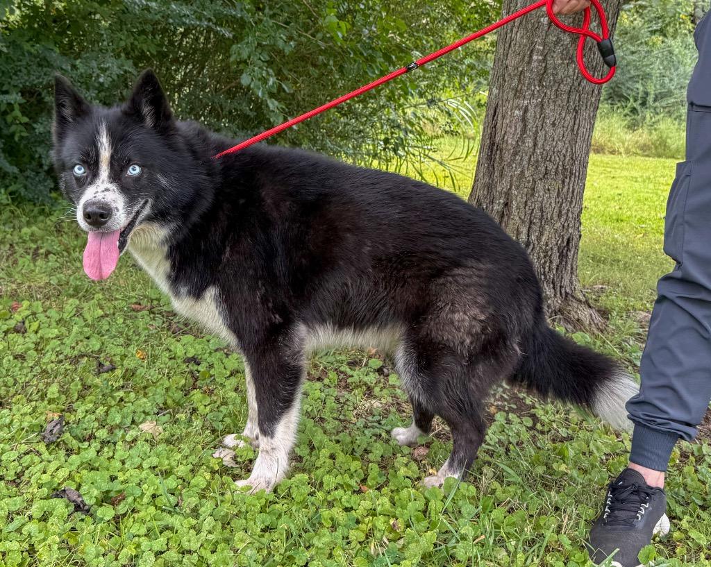 Enlarge Delilah (Mila), a Adopted mixed breed in Murray, KY image 2/6