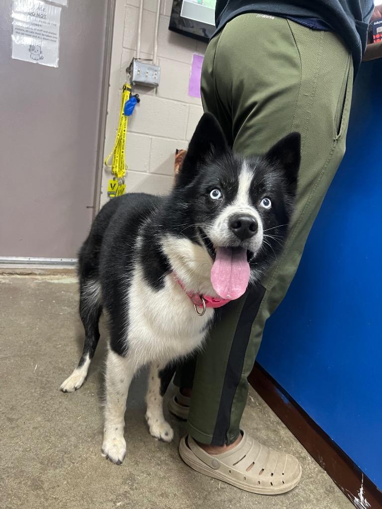 Enlarge Delilah (Mila), a Adopted mixed breed in Murray, KY image 3/6