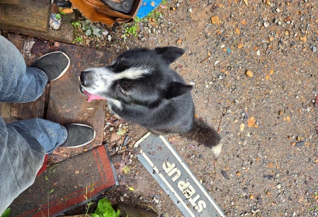 Enlarge Delilah (Mila), a Adopted mixed breed in Murray, KY image 4/6