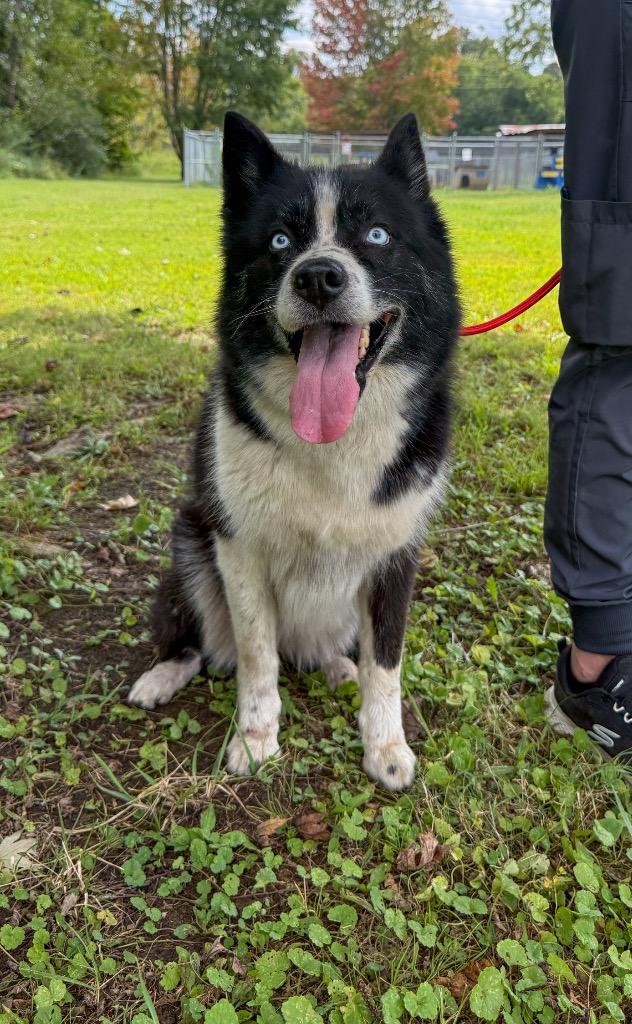 Enlarge Delilah (Mila), a Adopted mixed breed in Murray, KY image 5/6