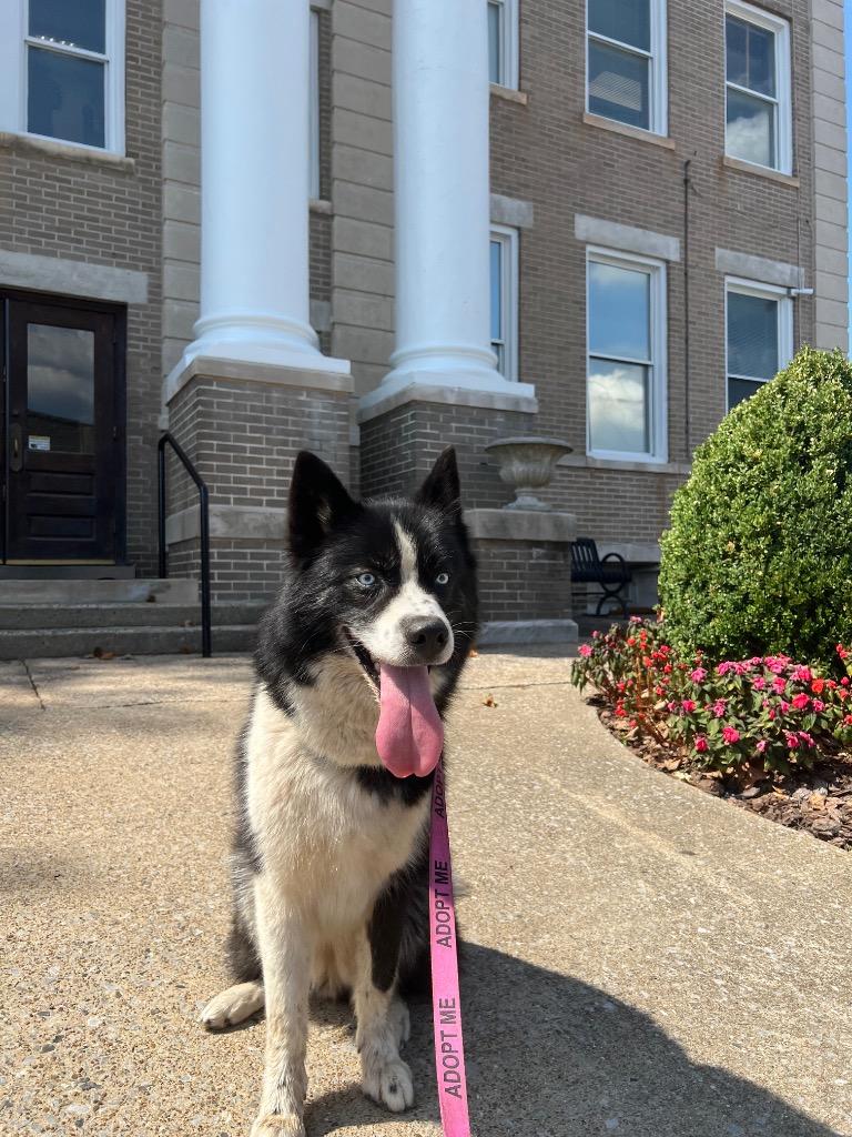 Enlarge Delilah (Mila), a Adopted mixed breed in Murray, KY image 6/6