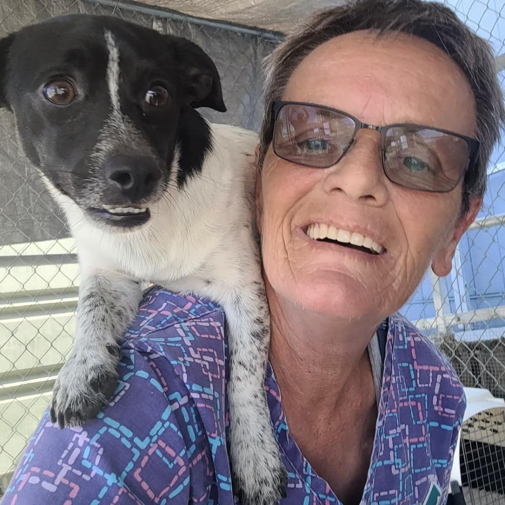 Matthew/A1038506, Adoptable, Adult Male Chihuahua.