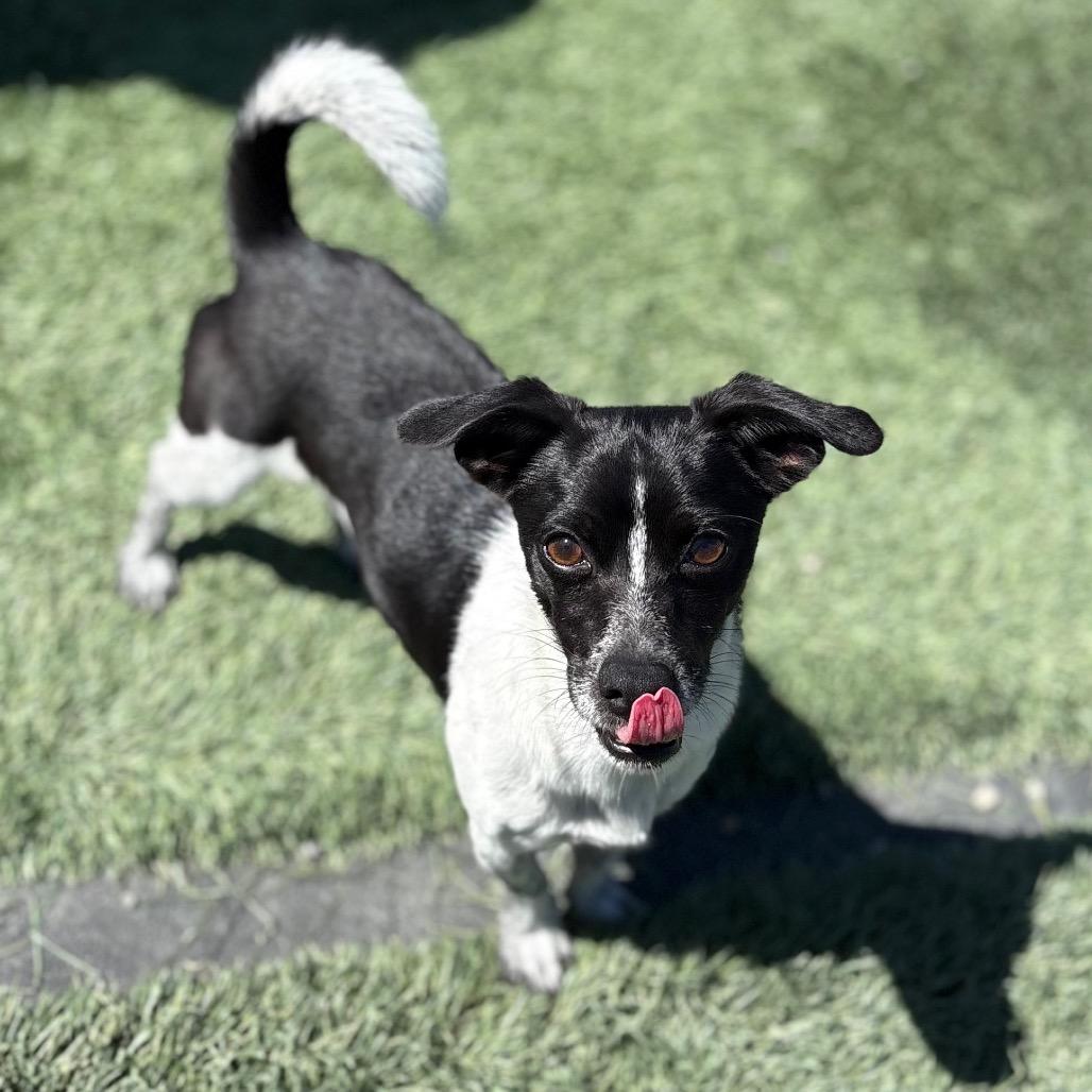 Matthew/A1038506, a Adoptable Chihuahua in San Pablo, CA image 1/6