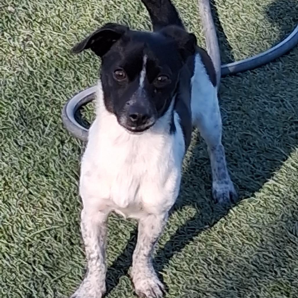 Matthew/A1038506, Adoptable, Adult Male Chihuahua.