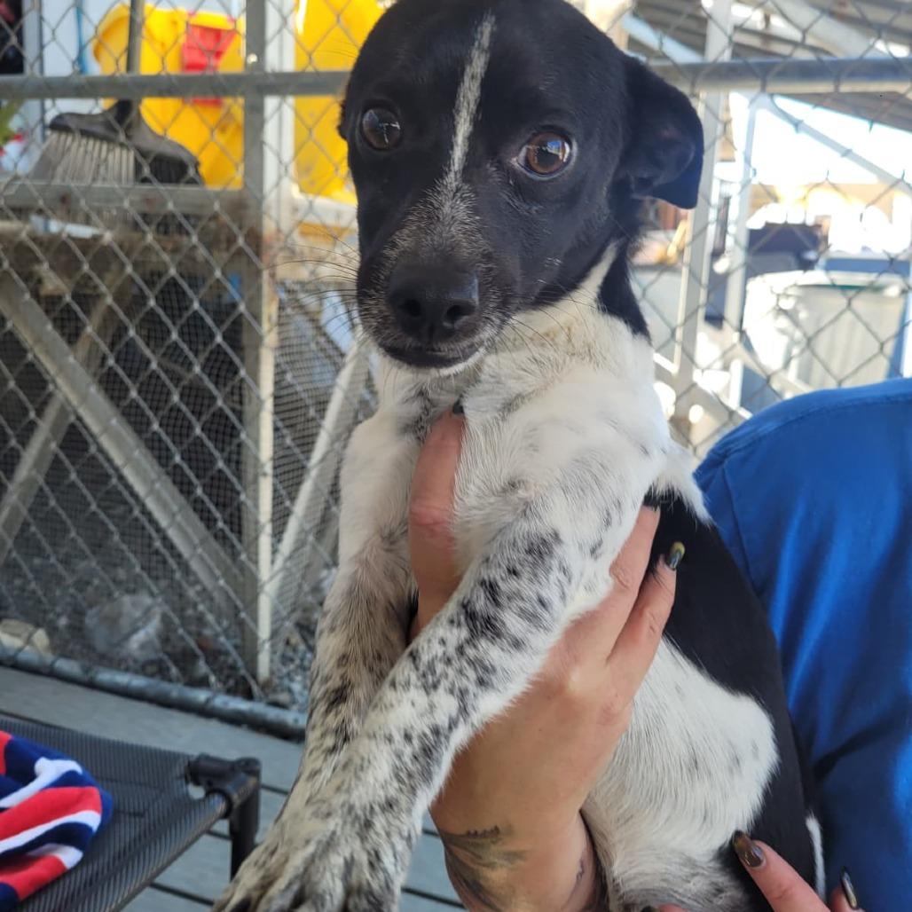 Matthew/A1038506, a Adoptable Chihuahua in San Pablo, CA image 4/4