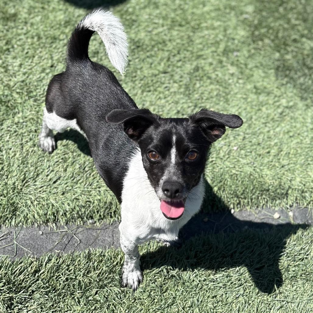 Matthew/A1038506, a Adoptable Chihuahua in San Pablo, CA image 3/6