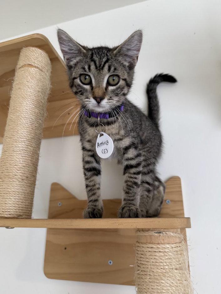 Enlarge Amara - CCC, a Adoptable mixed breed in San Luis Obispo, CA image 1/1
