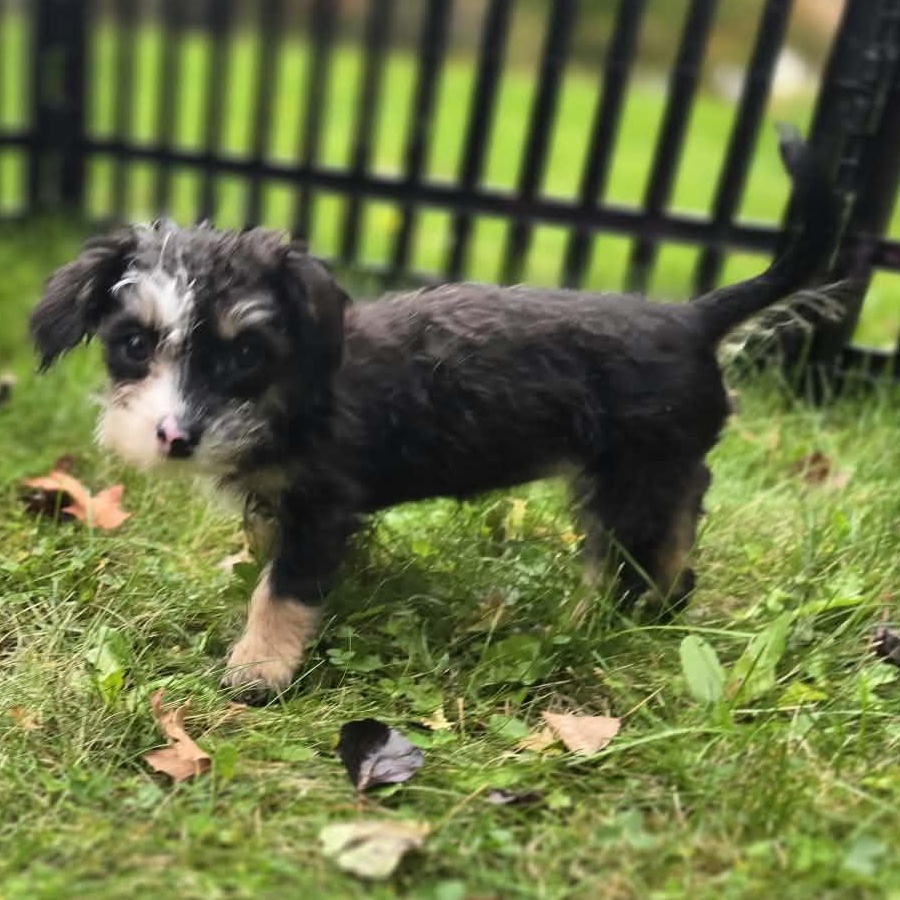 Enlarge Janice, a Adoptable mixed breed in Rochester, NY image 5/6