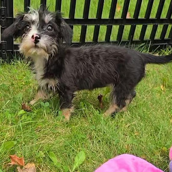 Enlarge Janice, a Adoptable mixed breed in Rochester, NY image 6/6