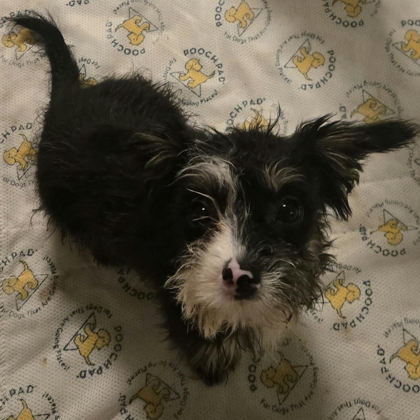Enlarge Janice, a Adoptable mixed breed in Rochester, NY image 4/6