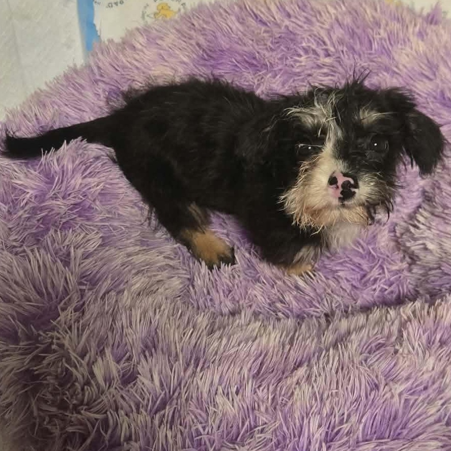 Enlarge Janice, a Adoptable mixed breed in Rochester, NY image 3/6