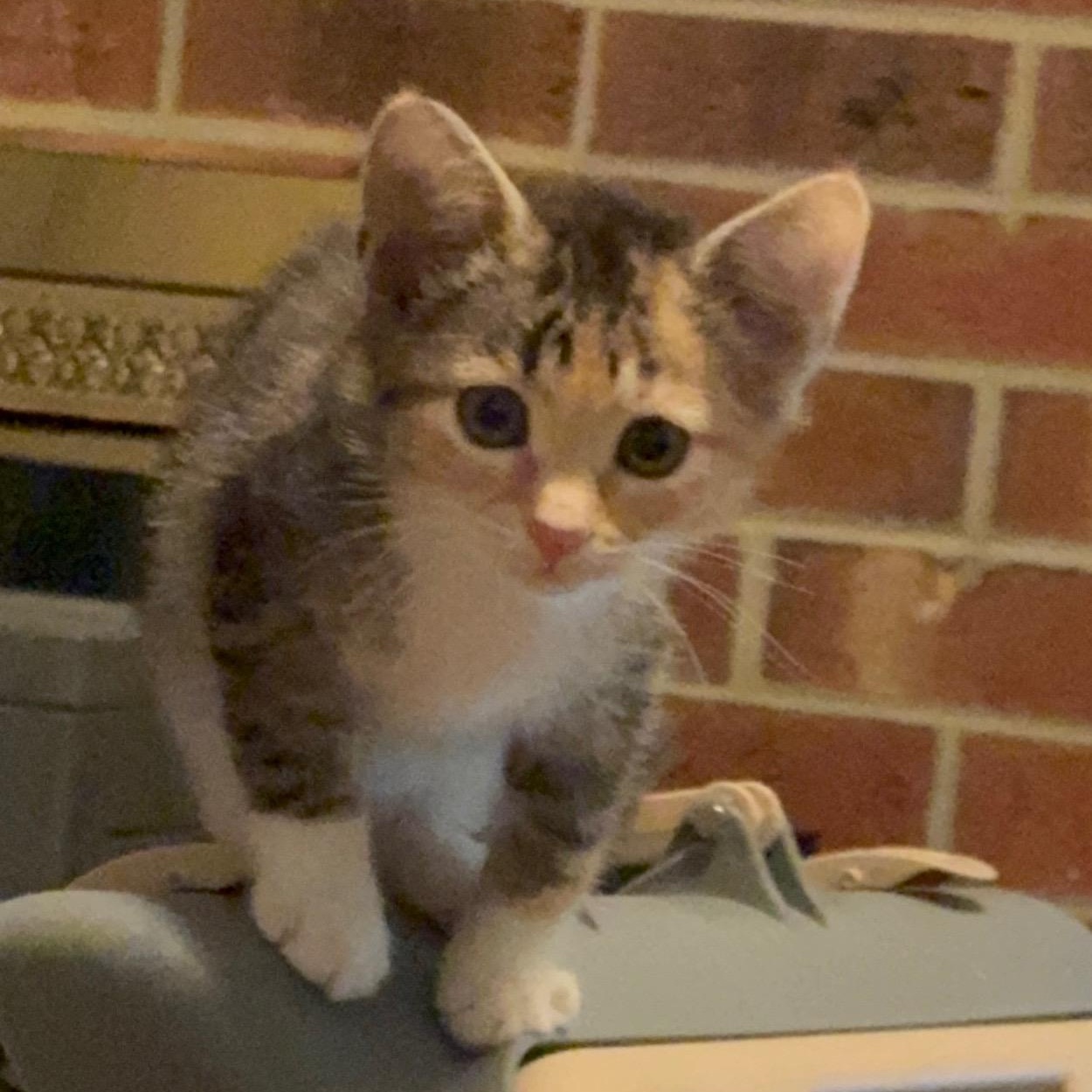 Enlarge Holly, a Adoptable Domestic Short Hair in Greensboro, NC image 3/3